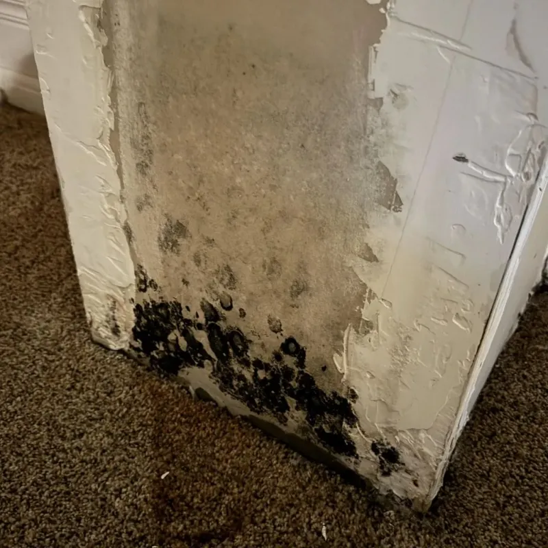 Professional Mold Removal in Montpelier, VT